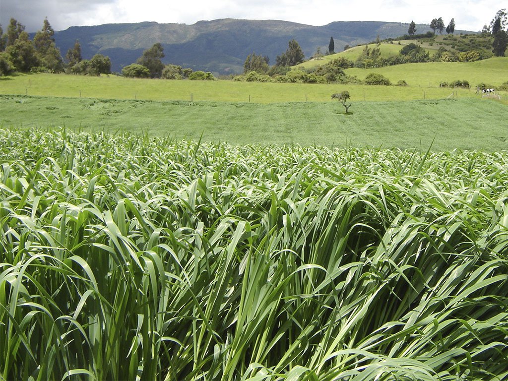 AVENA CAYUSE BULTO X 50 LIBRAS
