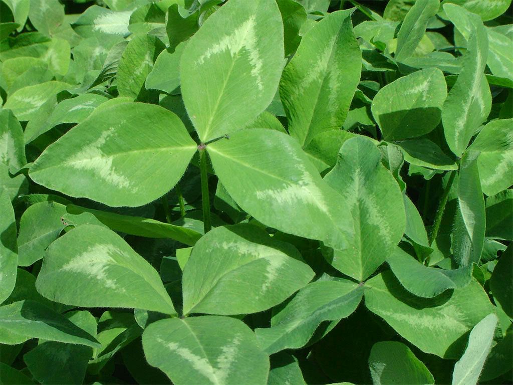 CARRETON ROJO RED GOLD X LIBRA