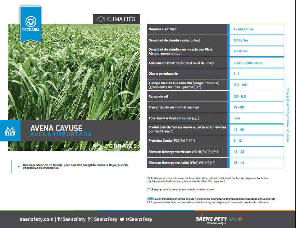 AVENA CAYUSE BULTO X 50 LIBRAS