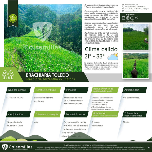 Brachiaria Brizantha Xaraes Toledo (Incrustada) 
