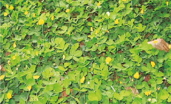 MANÍ FORRAJERO (ARACHIS PINTOI) X 1  KG.