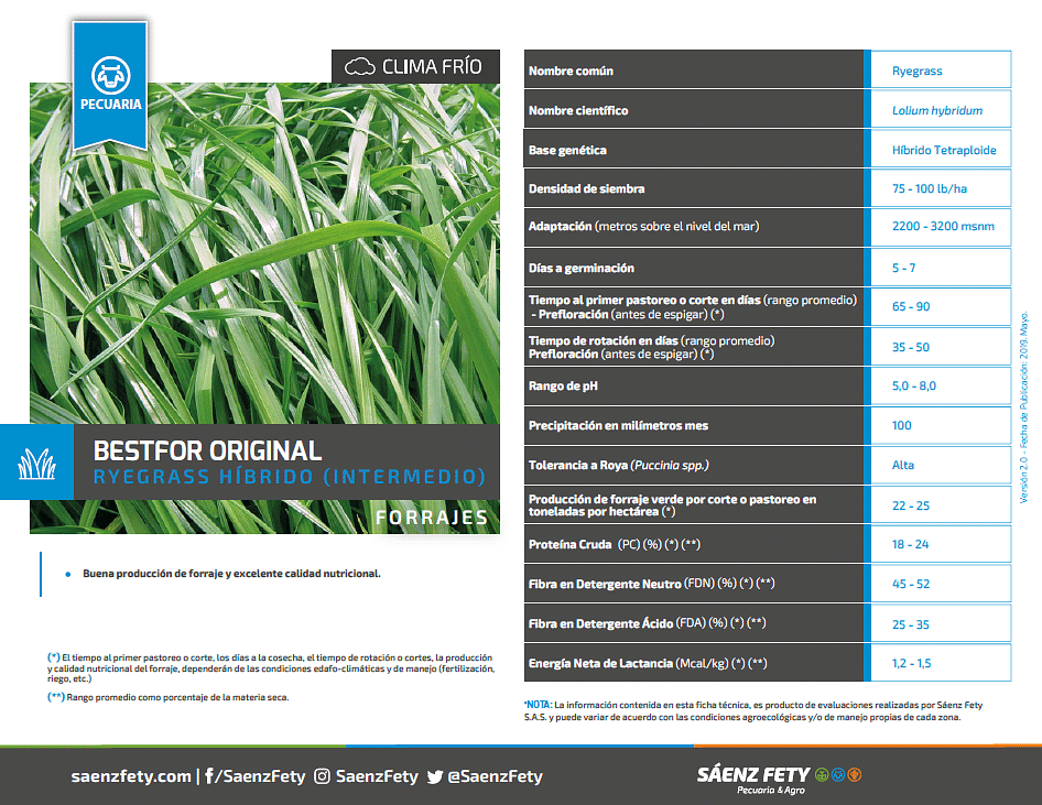 RYEGRASS HÍBRIDO (INTERMEDIO) BESTFOR ORIGINAL