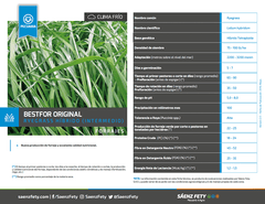 RYEGRASS HÍBRIDO (INTERMEDIO) BESTFOR ORIGINAL
