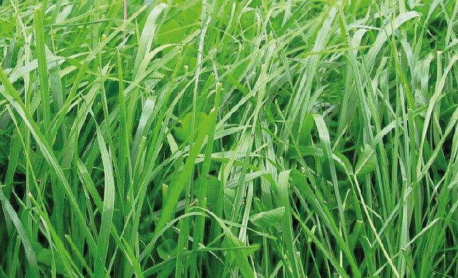 Titan Blend Dry x 22.7 kg.